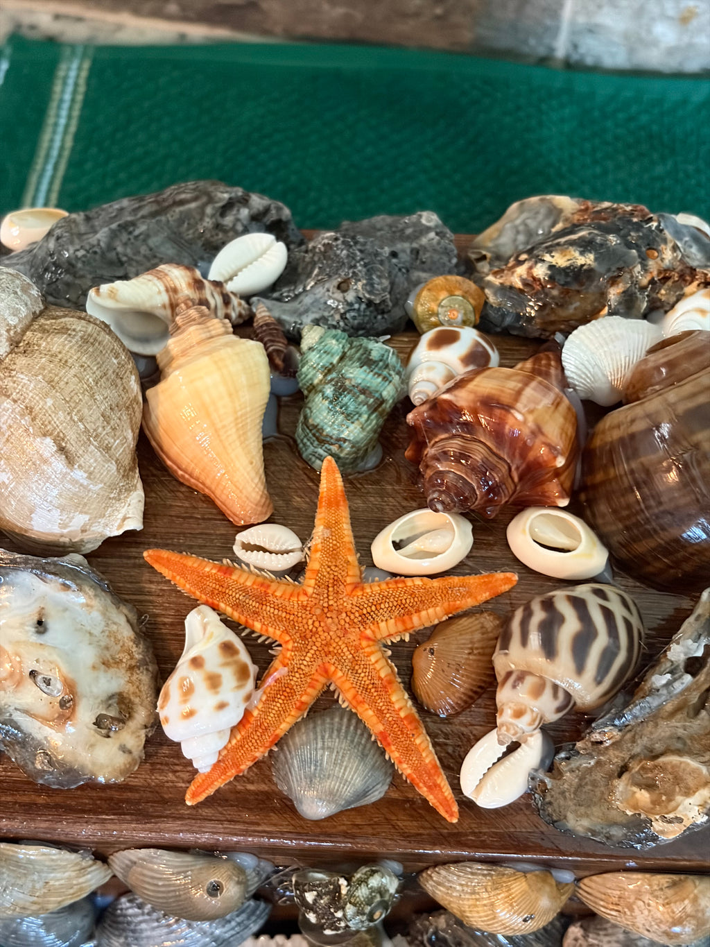 The Salt and Shell Treasure Chest ￼