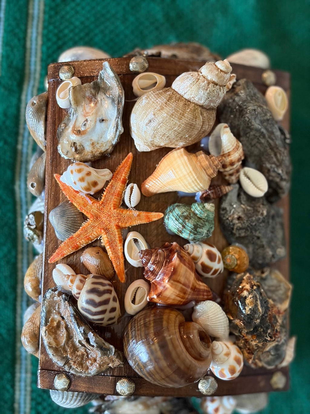 The Salt and Shell Treasure Chest ￼