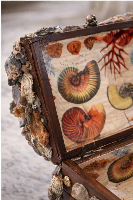 The Salt and Shell Treasure Chest ￼